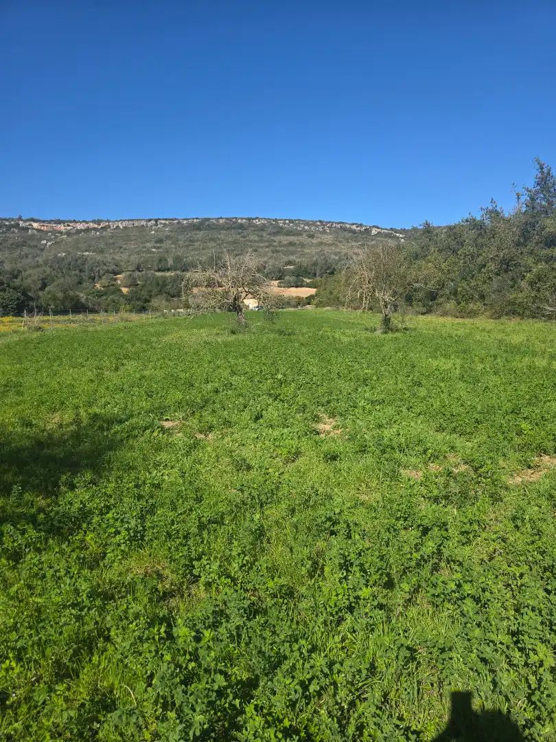 Land for sale in Manacor