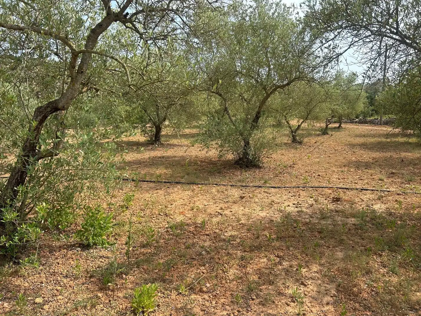 Terreno rustico in vendita a Freginals, imagen 6
