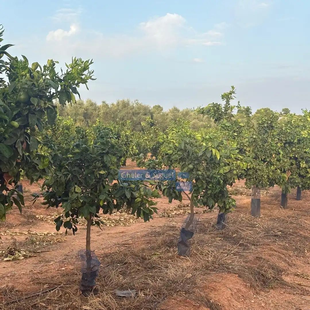 Terrenos y solares en venta en Algímia de Alfara, imagen 12