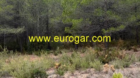 Parcela de pinos llana de 20000m2 aproximadamente., immagine 2