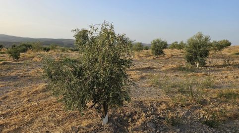 Finca de 16,68  hectáreas de secano con olivos jóvenes en Puente Piedra BAENA, immagine 4