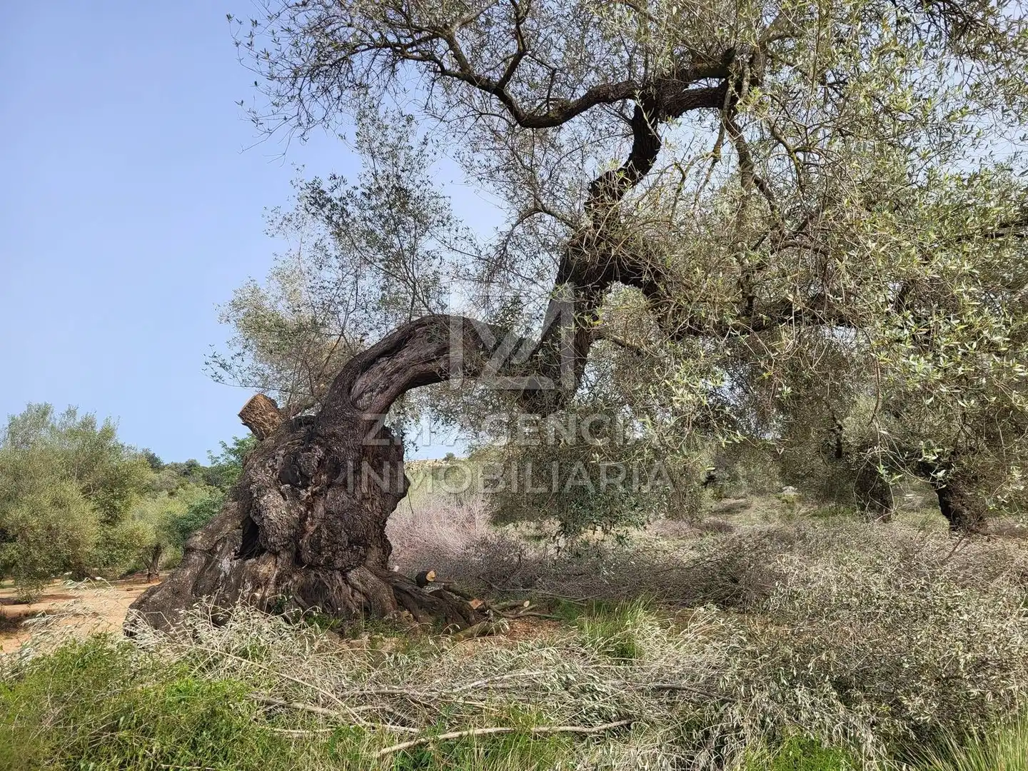 Terreno rustico in vendita a Corral de la Culla, imagen 18