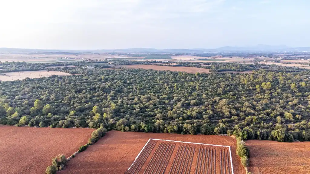 Casa rústica en venta en Vilafranca de Bonany, imagen 5