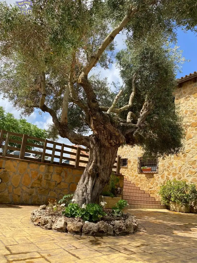 Casa rústica en venda a Arcos de la Frontera, imagen 33