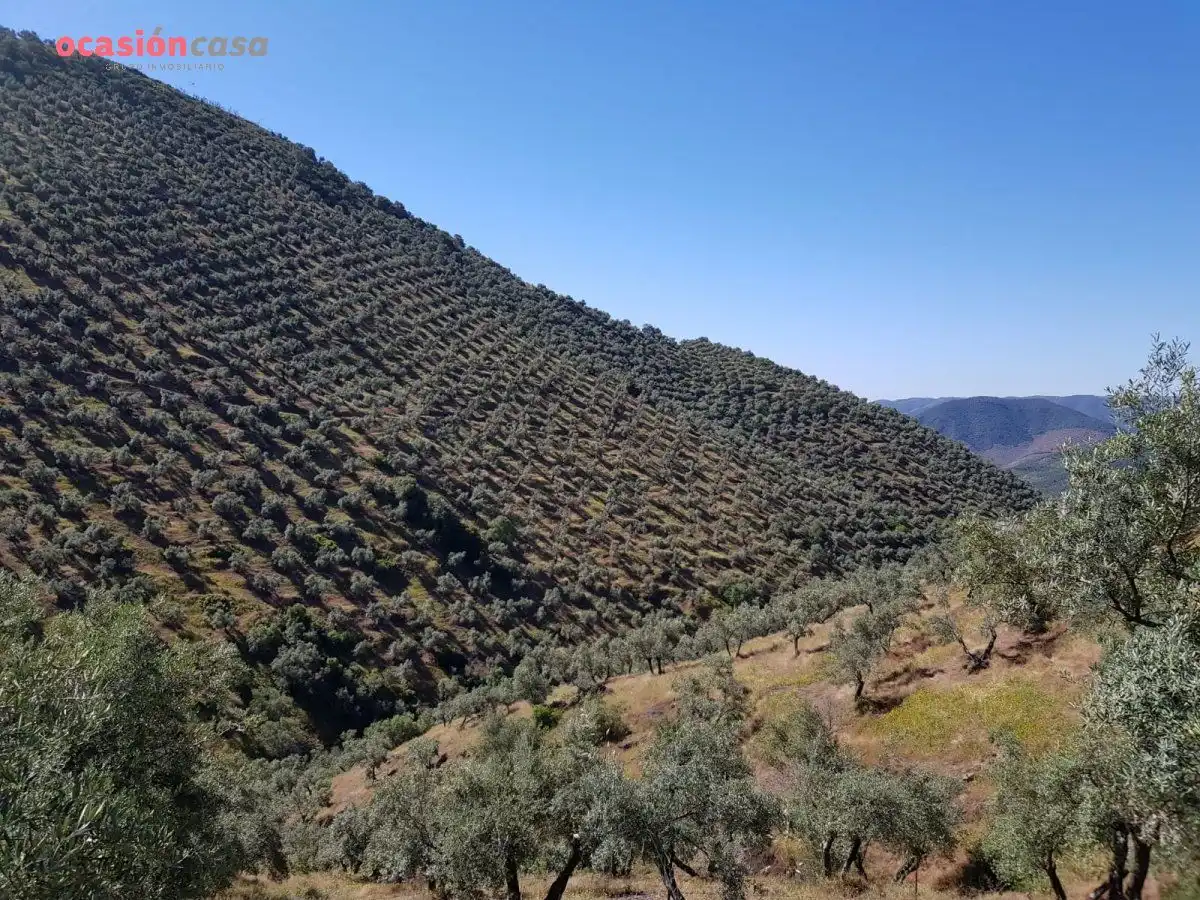 Vista exterior de Finca rústica en venta en Villanueva de Córdoba con Jardín privado, Trastero y Amueblado