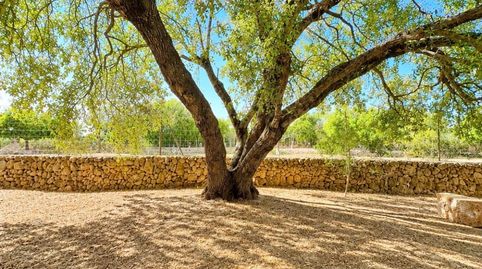Foto 5 de Casa o xalet de lloguer a Algaida, Illes Balears