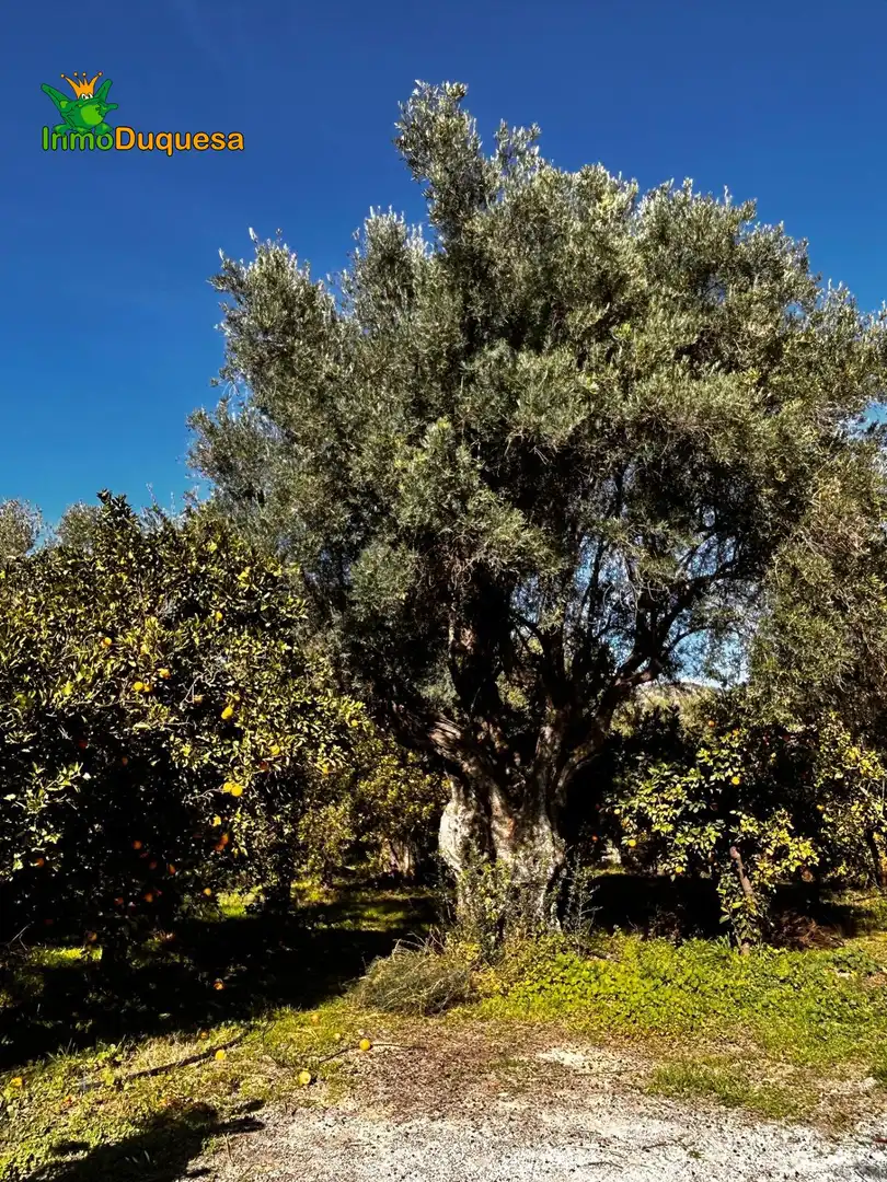 Country homes for sale in Calle Polígono 4 Parcela 16 HUERTA CAIBA. LECRIN (, 4, Lecrín