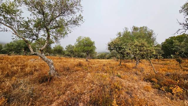 Terreno en Venta en Cabeza la Vaca