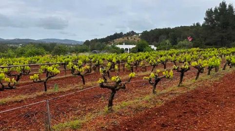 Foto 3 de Terreny en venda a Calle Port de Sant Miquel, Santa Gertrudis, Santa Eulària des Riu