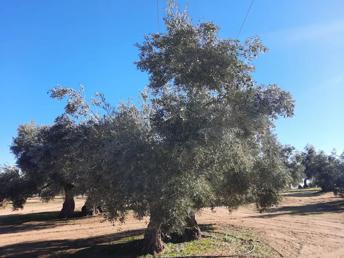 Terreni e lotti in vendita a Bailén, imagen 15