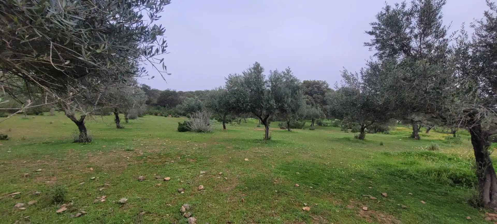 Villa mit Garten zum Verkauf in Pozoblanco, imagen 2