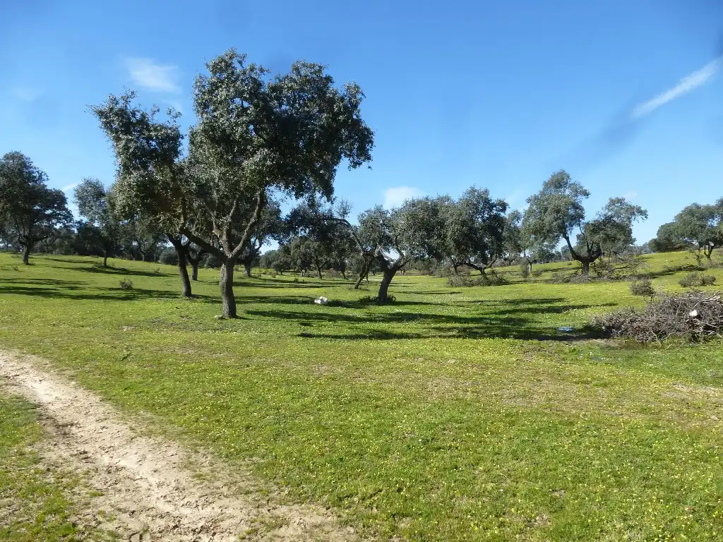 Rural land for sale in Maqueda, imagen 3