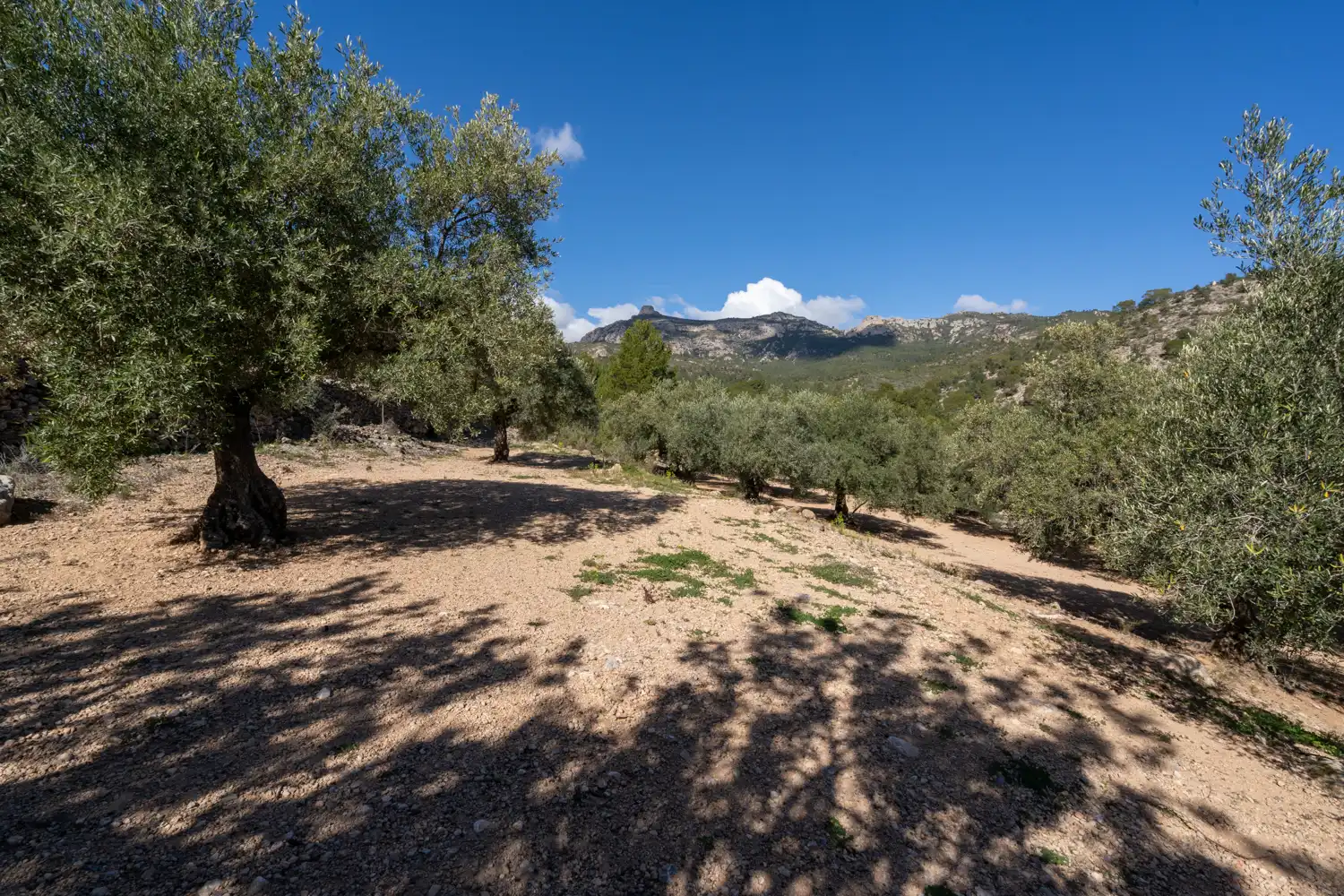 Terrain rustique à vendre à Xerta, imagen 18