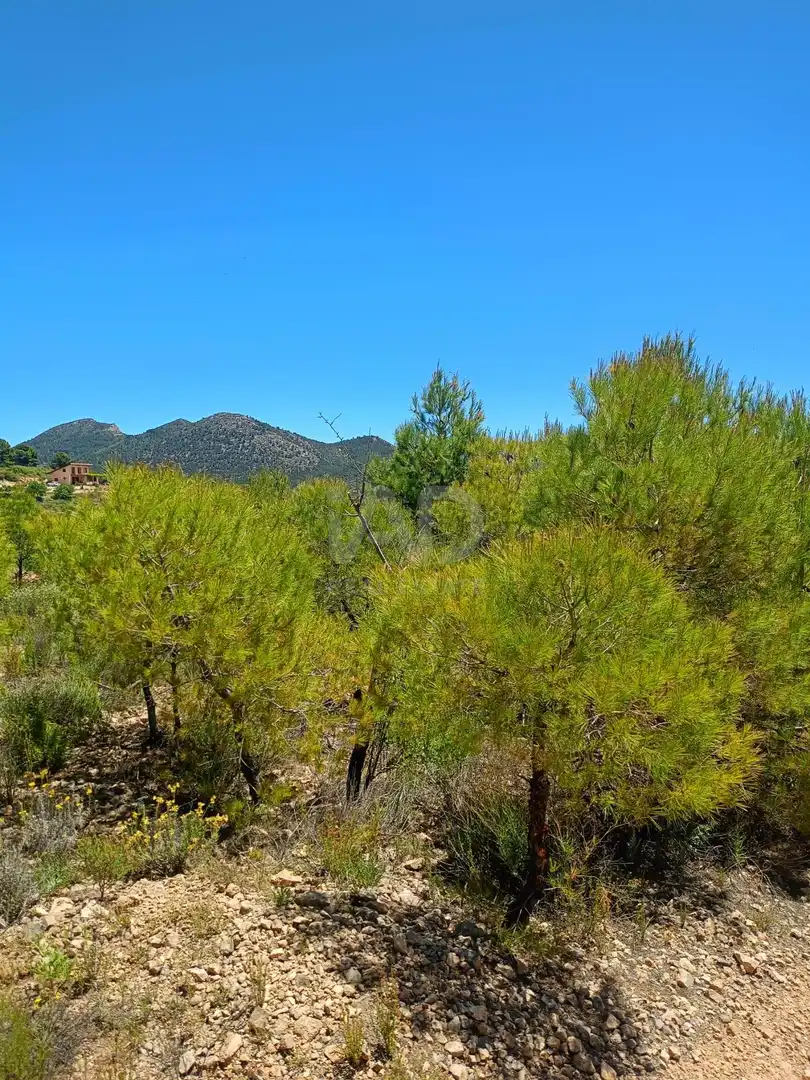 Terreno en venta en Lorca