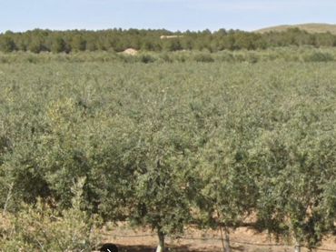 Terreni e lotti in vendita a Hellín