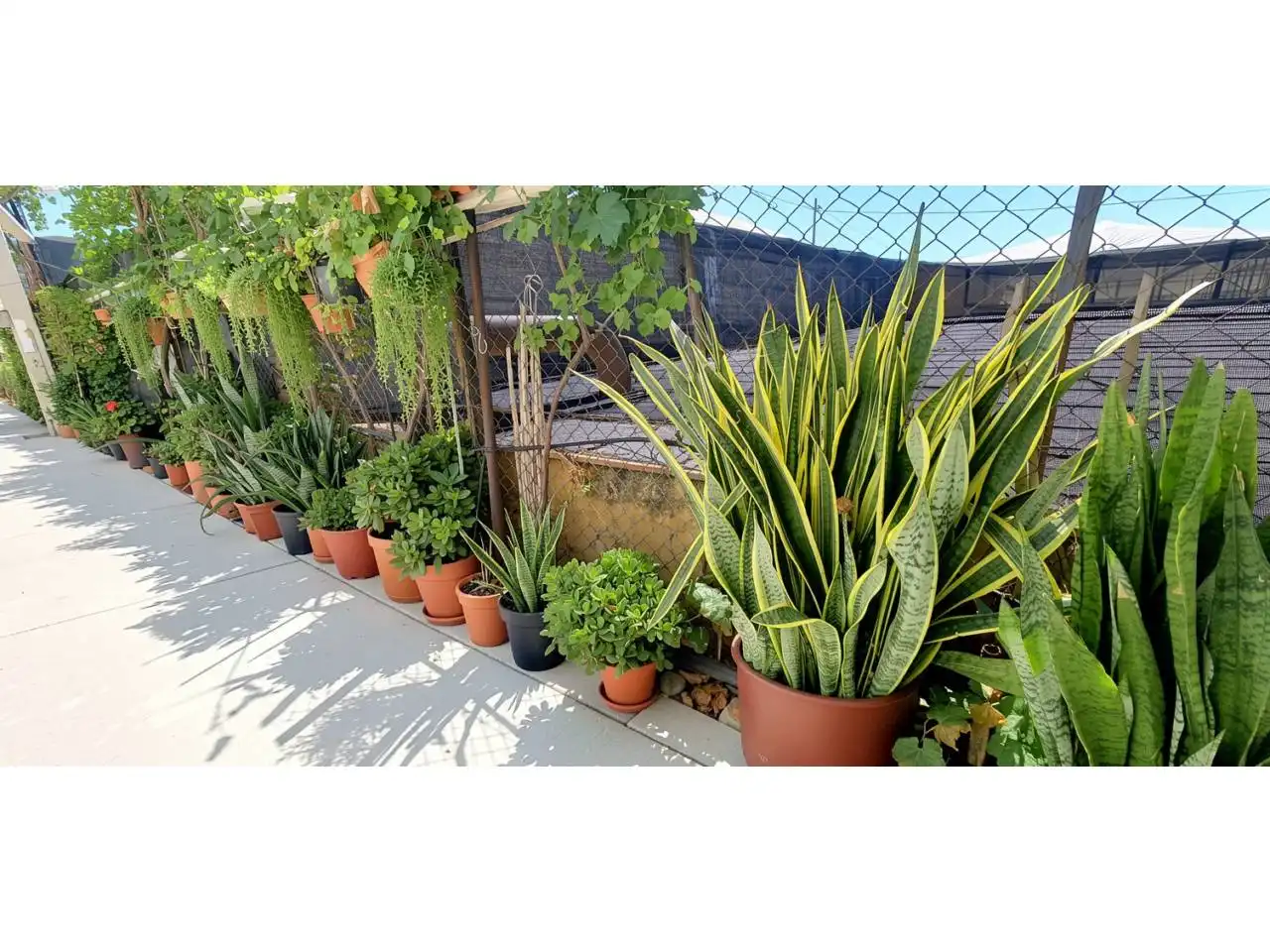 Jardín de Finca rústica en venta en Aguadulce
