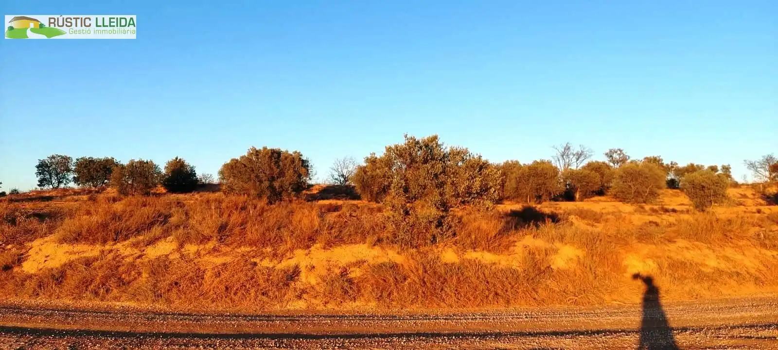 Terreny rústic en venda a Puiggròs, imagen 4