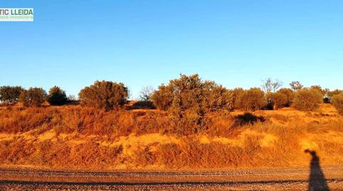 Foto 4 de Terreno en venta en Puiggròs, Lleida