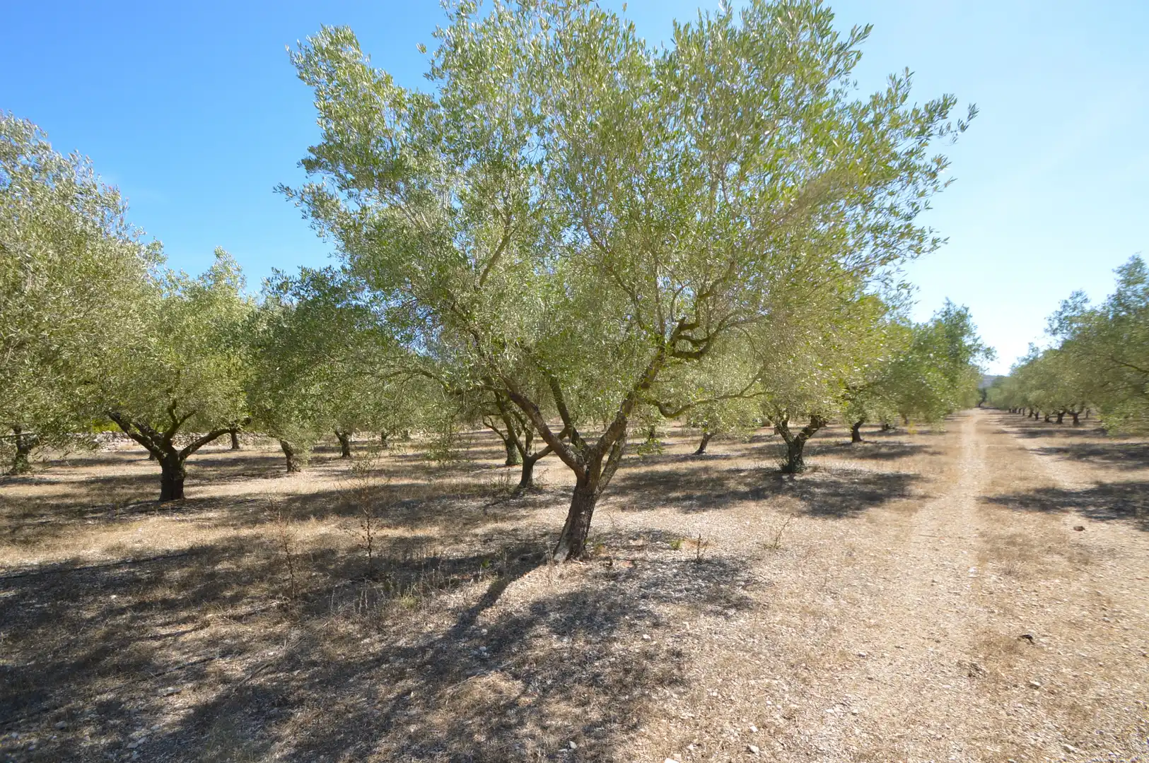 Rural land for sale in Ulldecona, imagen 21