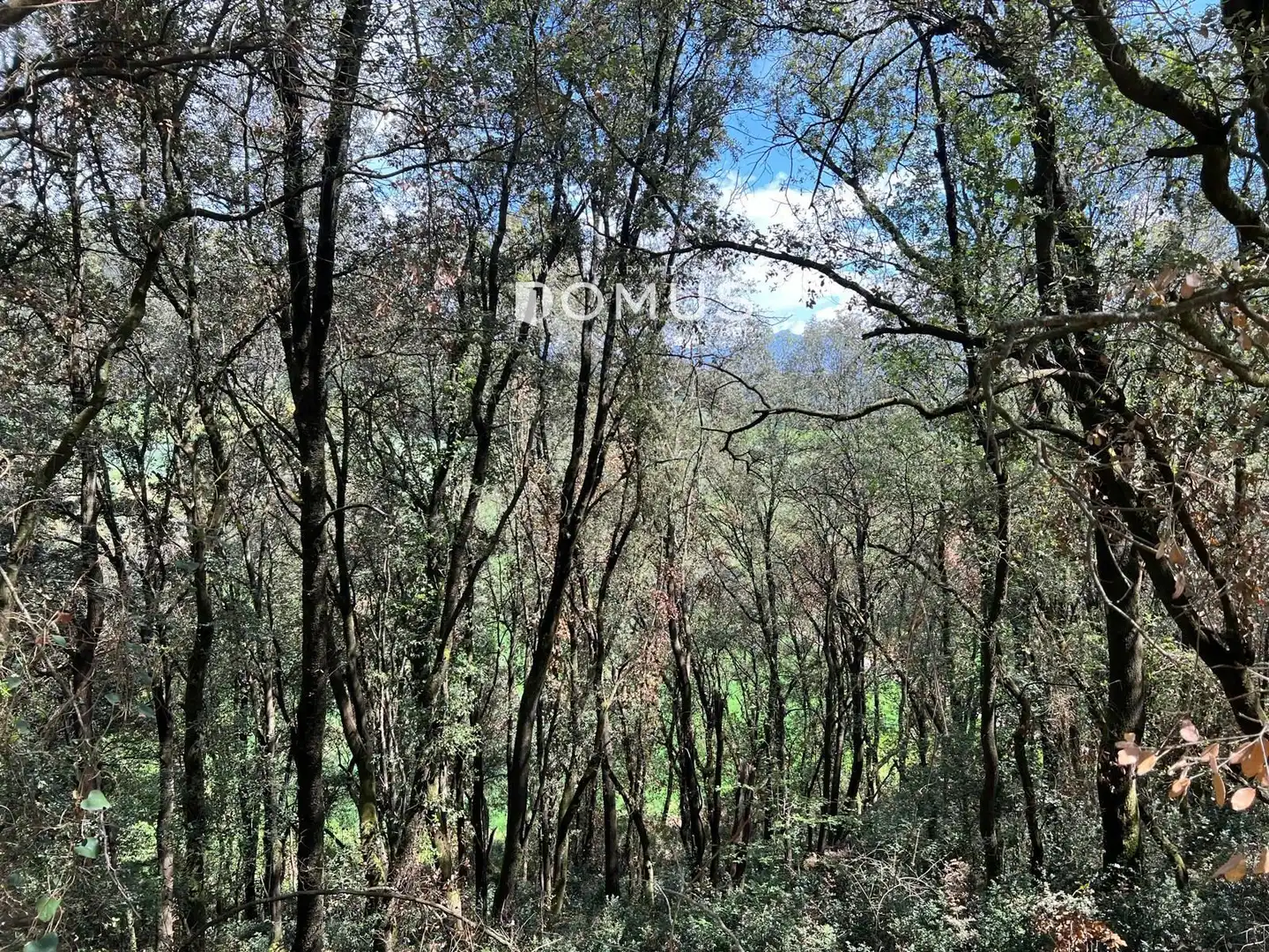 Finca rústica en venta en Sant Joan Les Fonts