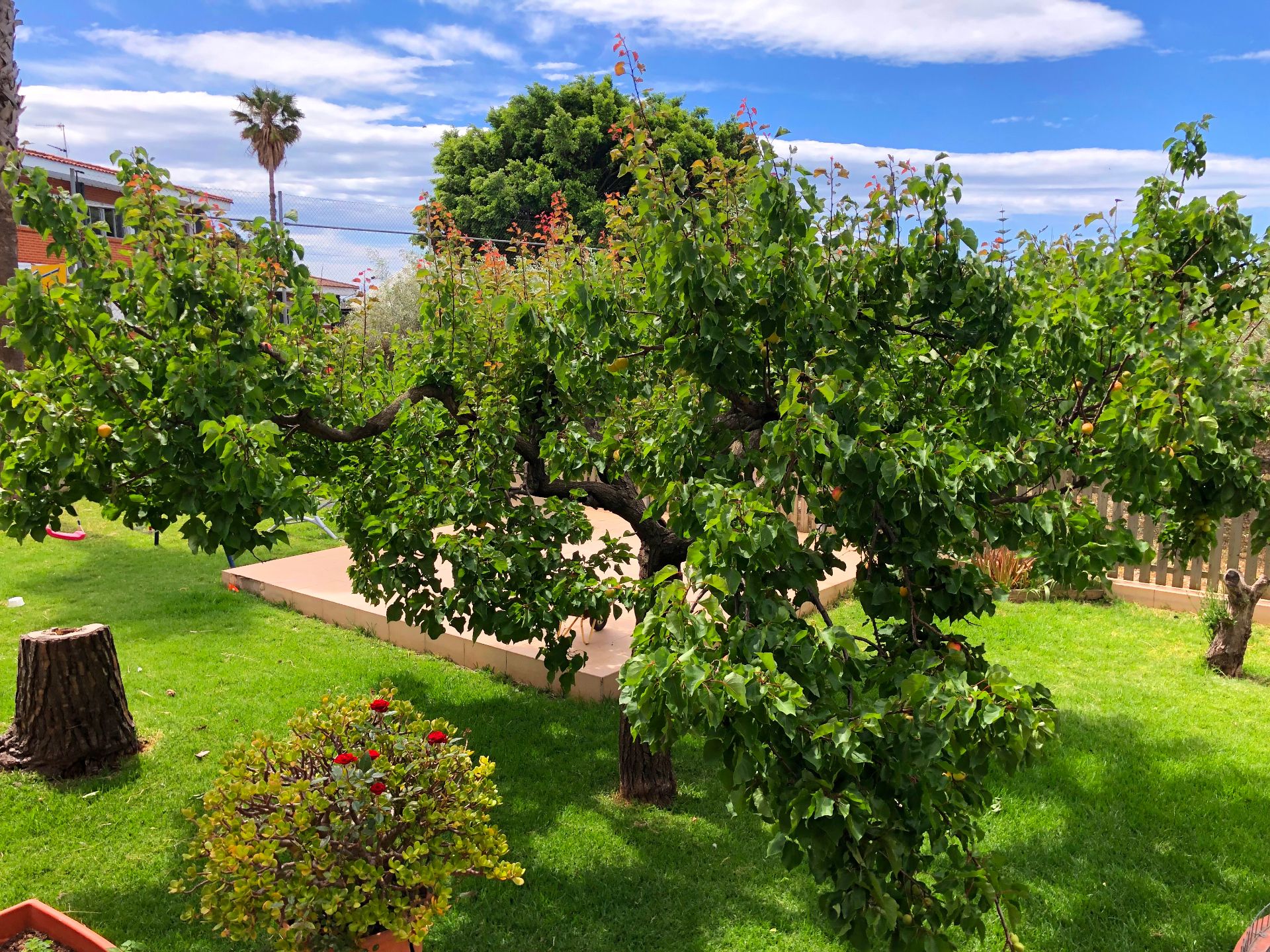 Jardí de Casa o xalet en venda en Benicarló amb Jardí privat, Terrassa i Piscina