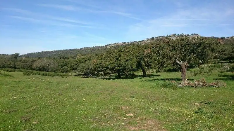 Land for sale in Salorino