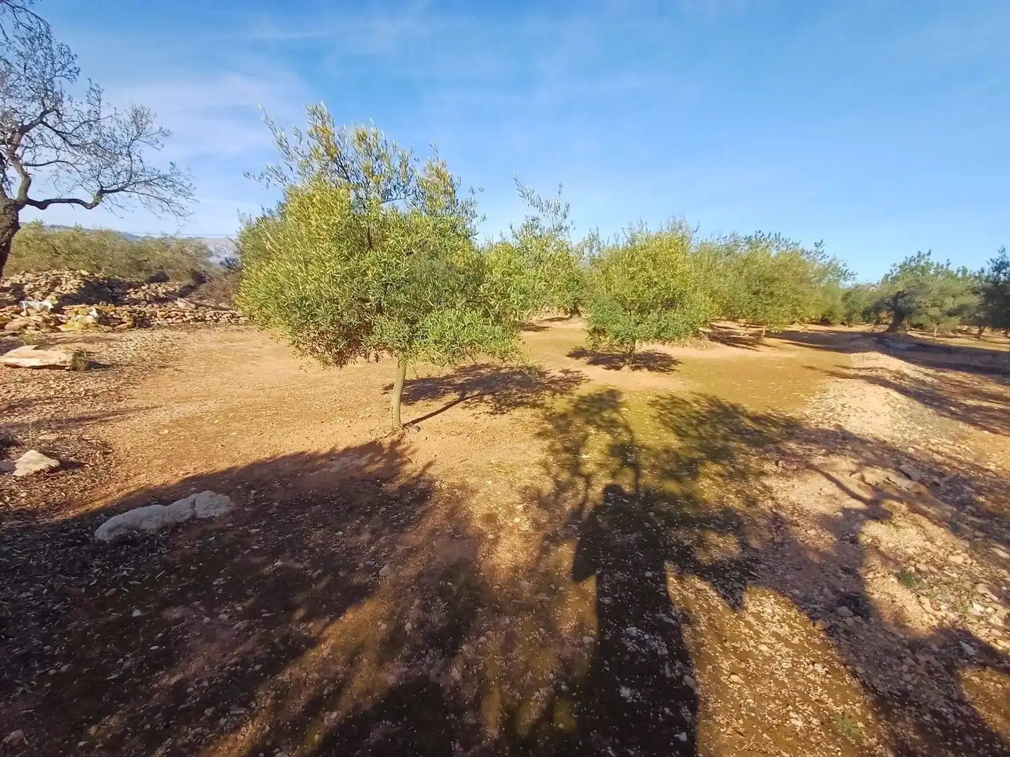 Land for sale in Aldover