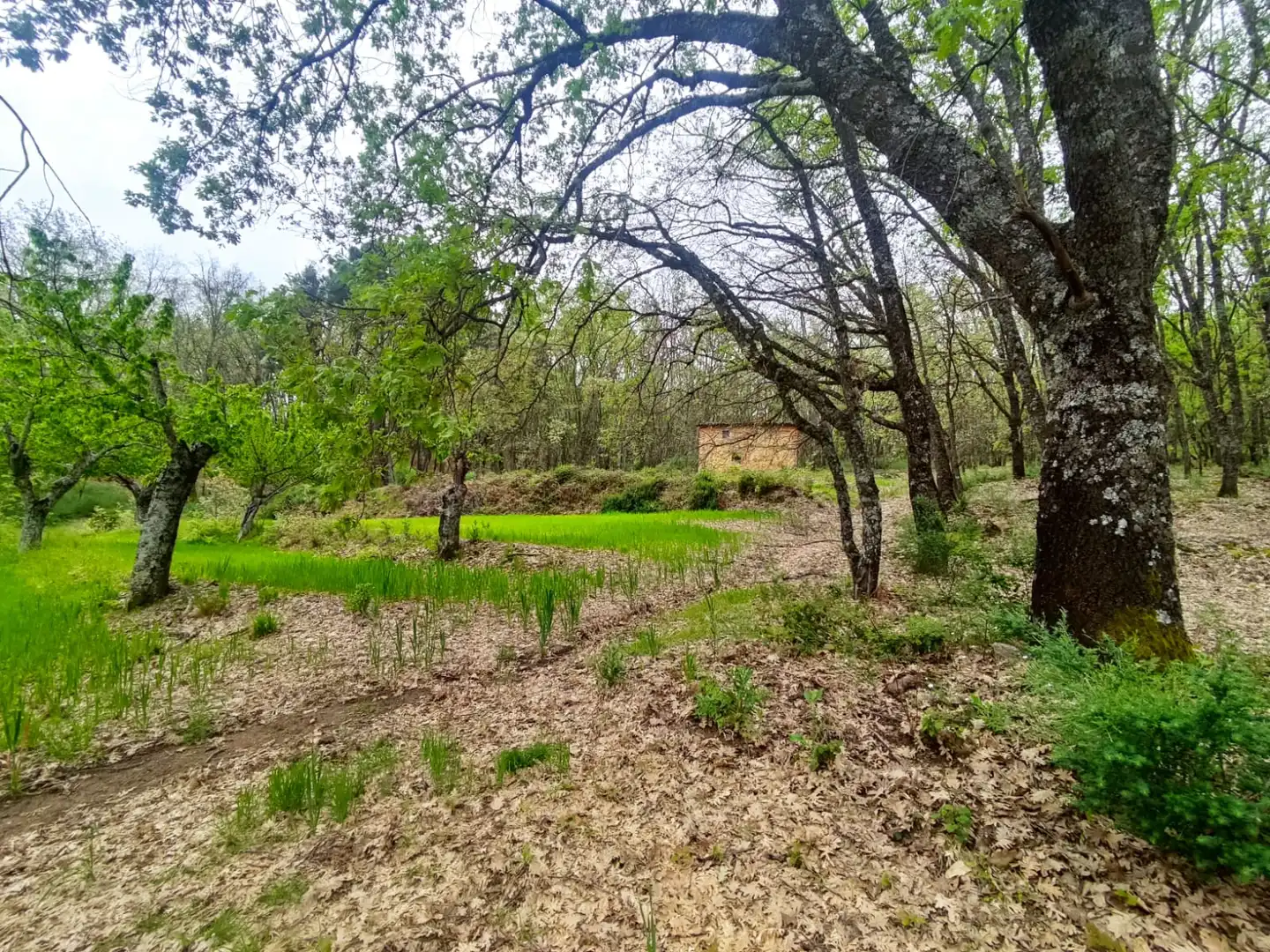 Terreni e lotti in vendita a Jarandilla de la Vera, imagen 5