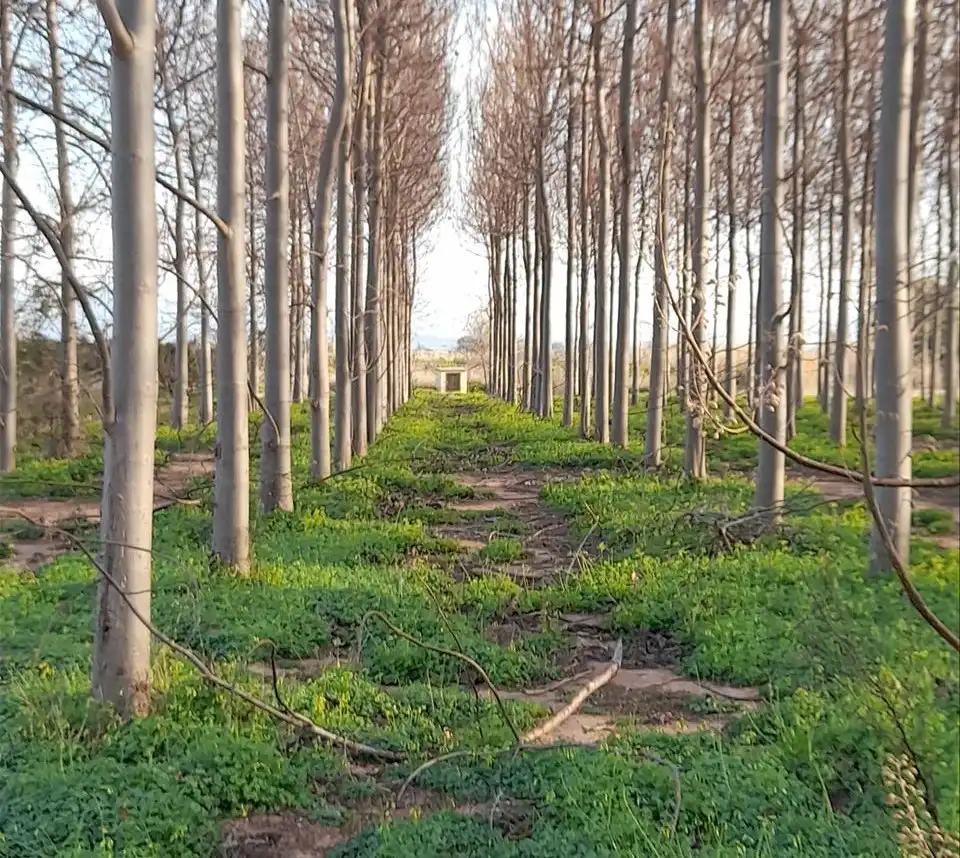 Terreno rustico in vendita a Polígono 87 Parcela 36, PLA PINELA, imagen 6