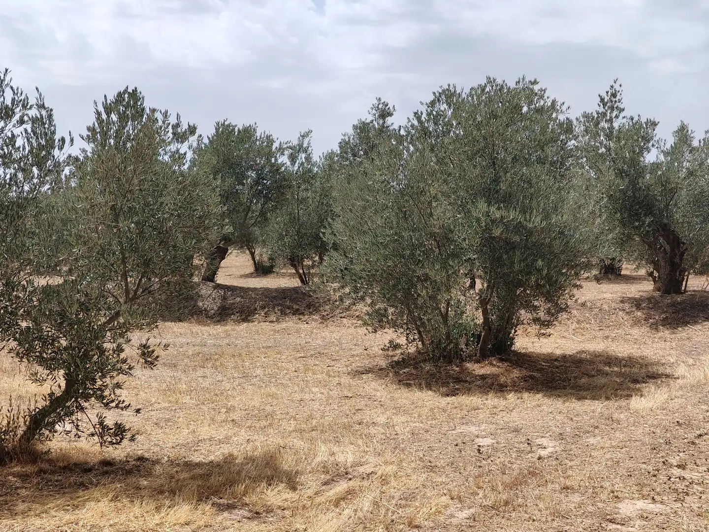 Terreno rústico en venta en Camino las Cuatro Piedras