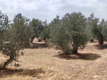 Rustikales Grundstück zum Verkauf in Camino las Cuatro Piedras