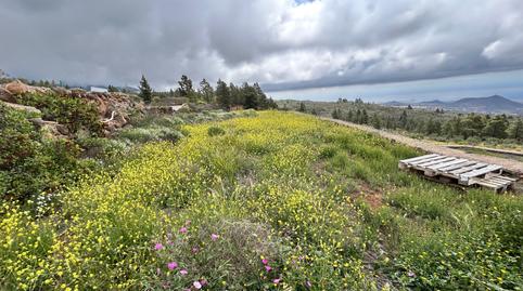 Foto 2 de Finca rústica en venda a Camino de Jama, 3, Tamaide - El Roque, San Miguel de Abona