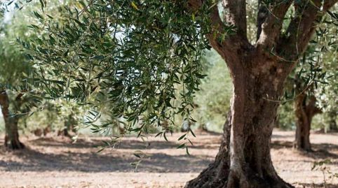 FINCAS 9,17 HA cultivables en Guimerá, immagine 3