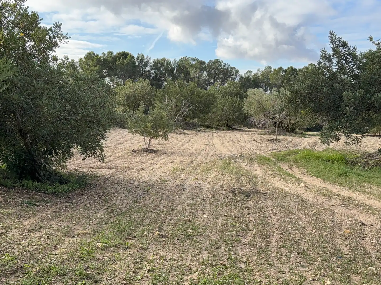 Terrain rustique à vendre à Cami Futbol 14A, imagen 10