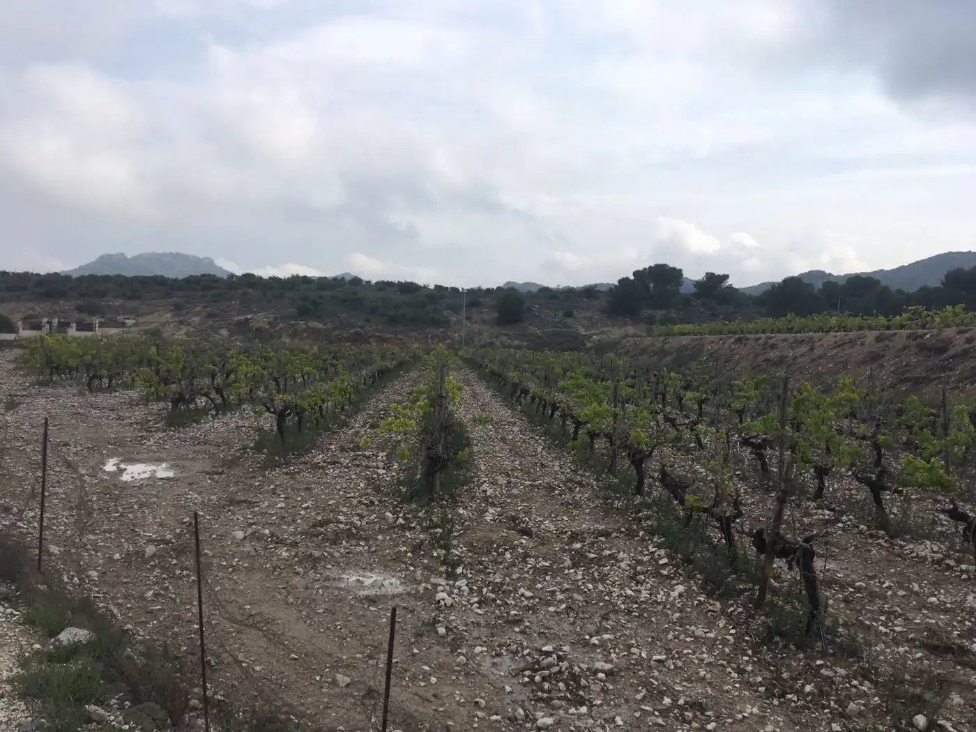 Residential land for sale in Novelda, imagen 11