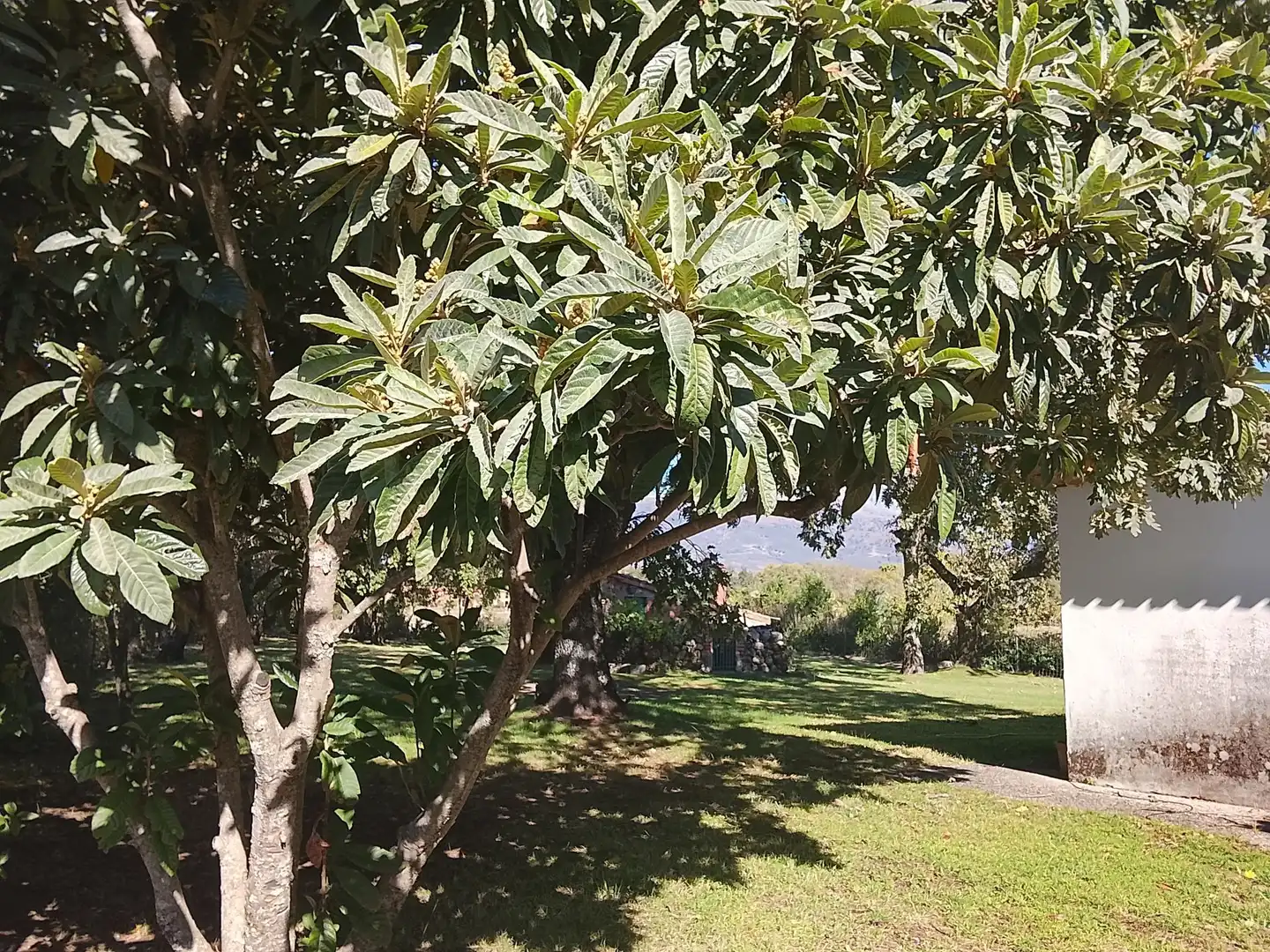 Haus mit Garten zum Verkauf in Madrigal de la Vera, imagen 137