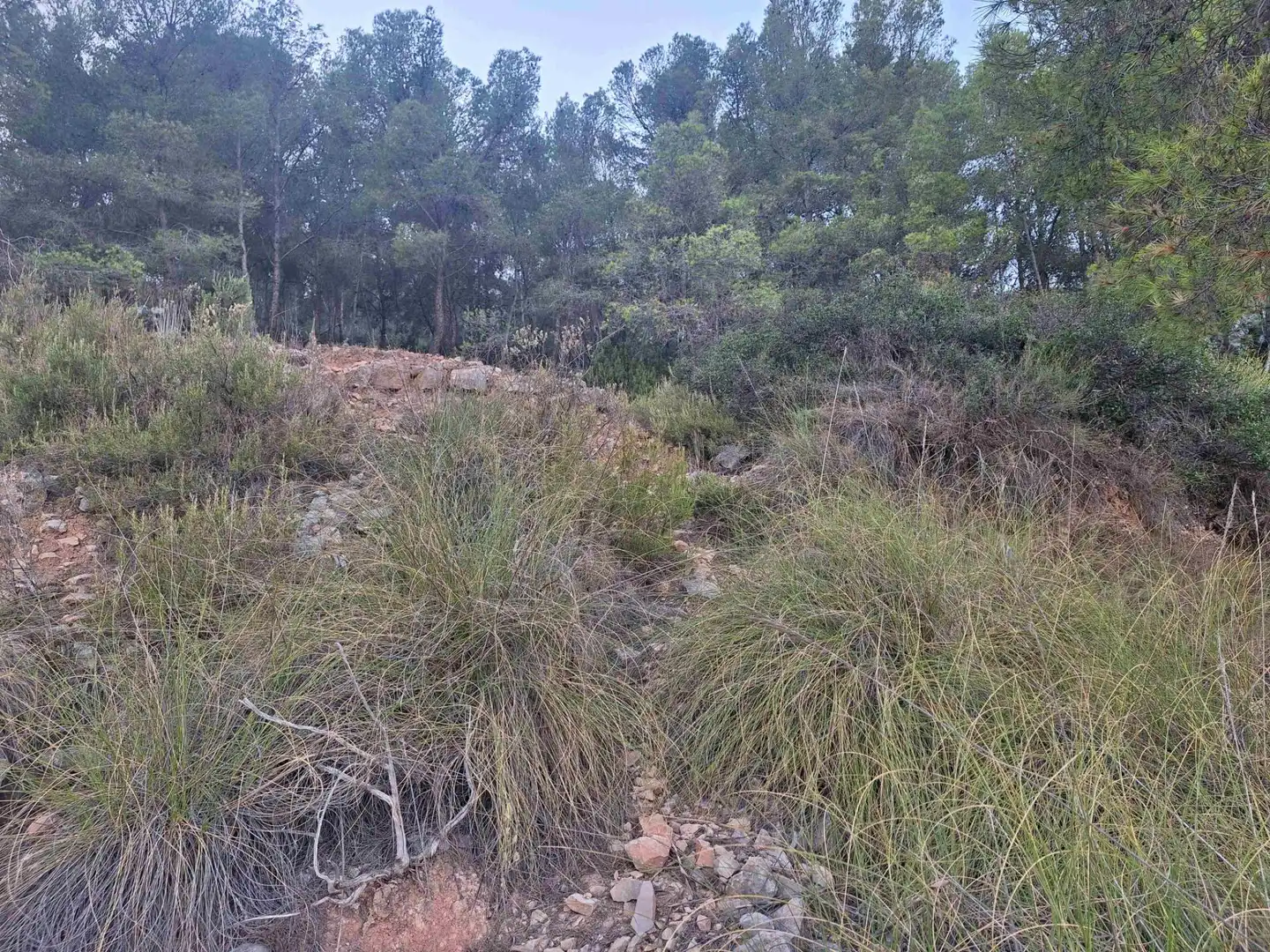 Rural land for sale in Castalla, imagen 8