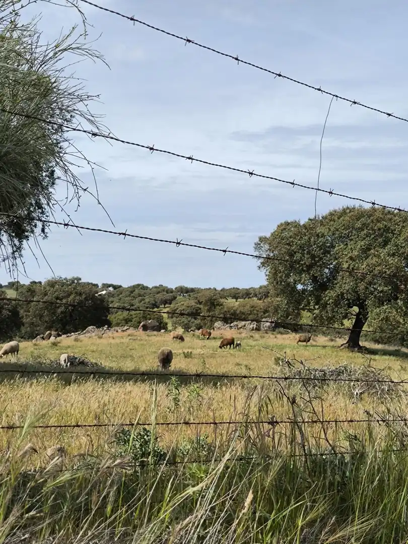 Rural land for sale in Fuente Obejuna, imagen 24