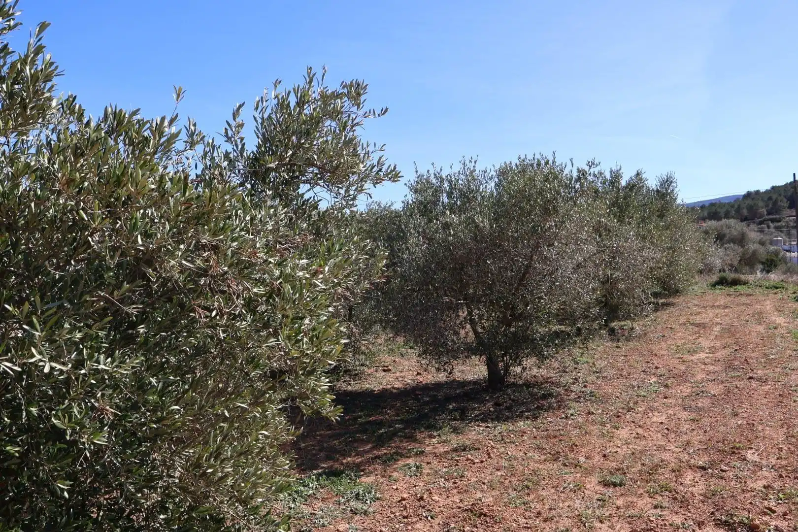 Terreno en venta en BARONA, Vall d'Alba