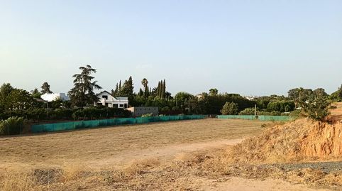 Foto 5 de Finca rústica en venda a A-8077, Olivares, Sevilla