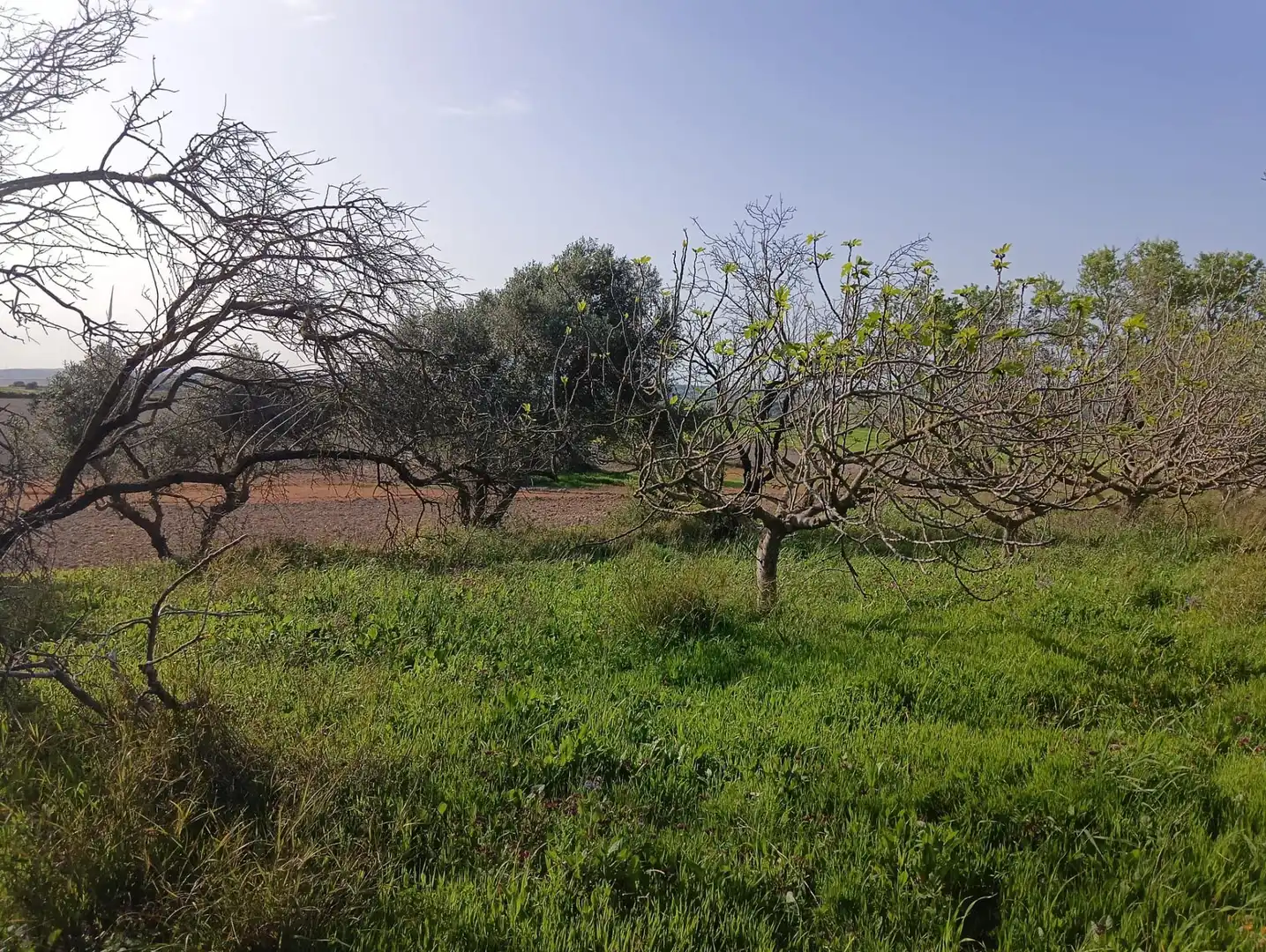 Rustikales Grundstück zum Verkauf in Los Franceses – La Vega, imagen 7