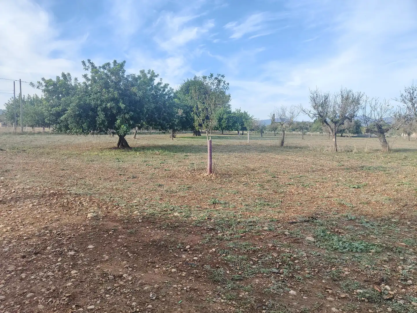 Terrain rustique à vendre à Camí Moscari 26, imagen 14