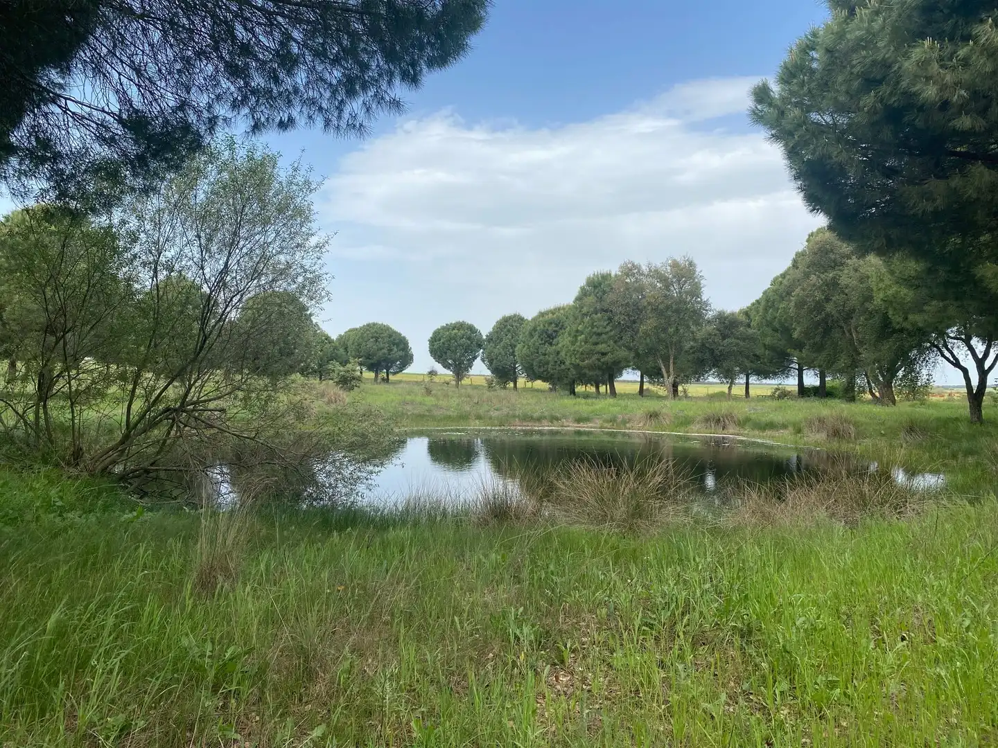 Land for sale in Oropesa