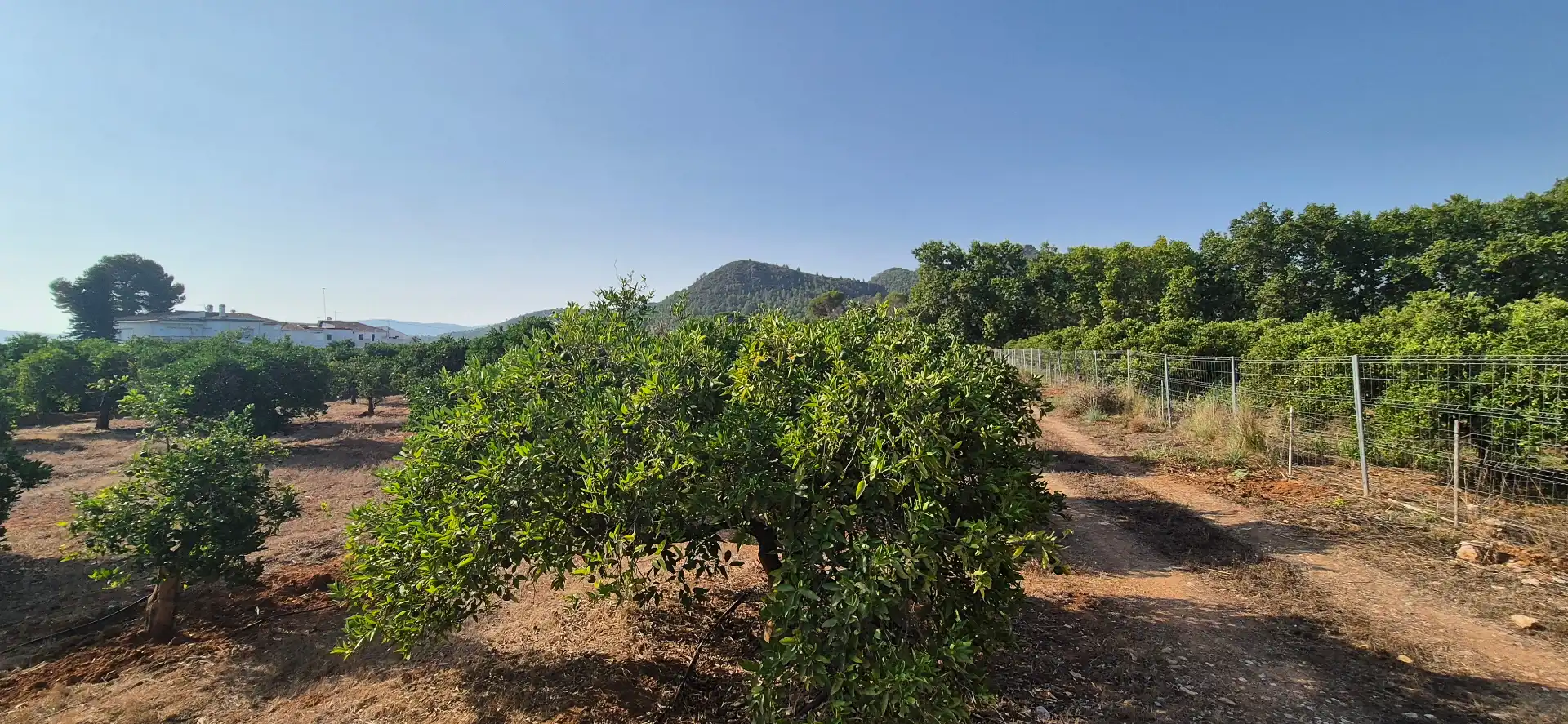Terreno en venta en Alfauir