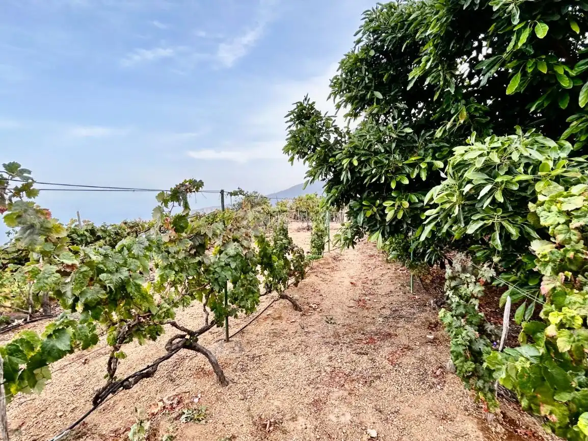 Country homes for sale in Arafo