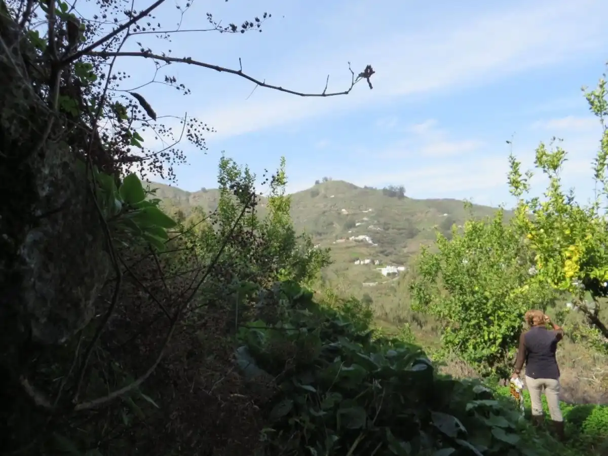 Exterior view of Land for sale in Teror