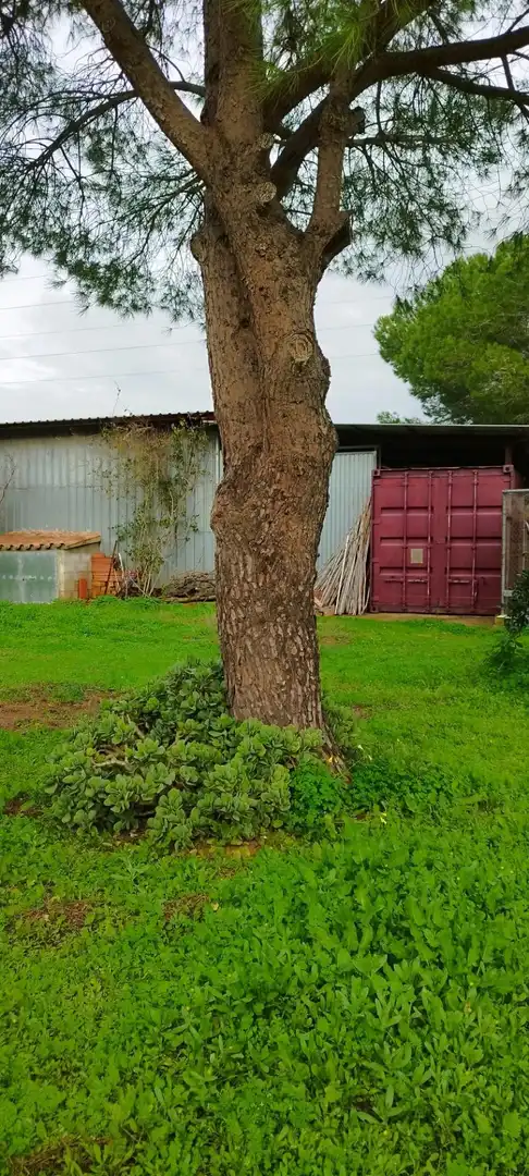 Jardín de Casa o chalet en venta en Puerto Real