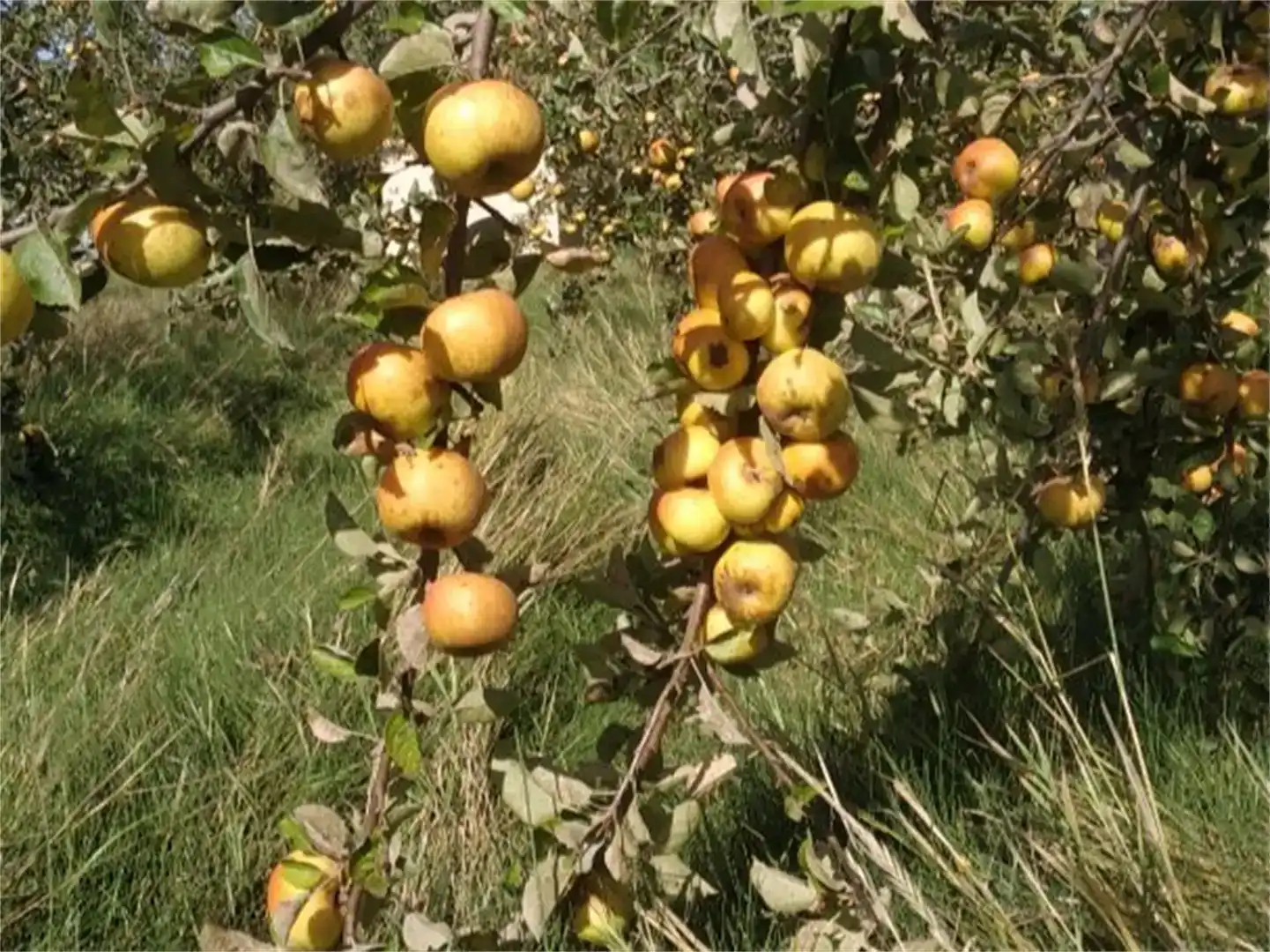 Jardí de Finca rústica en venda en Herrera de Pisuerga