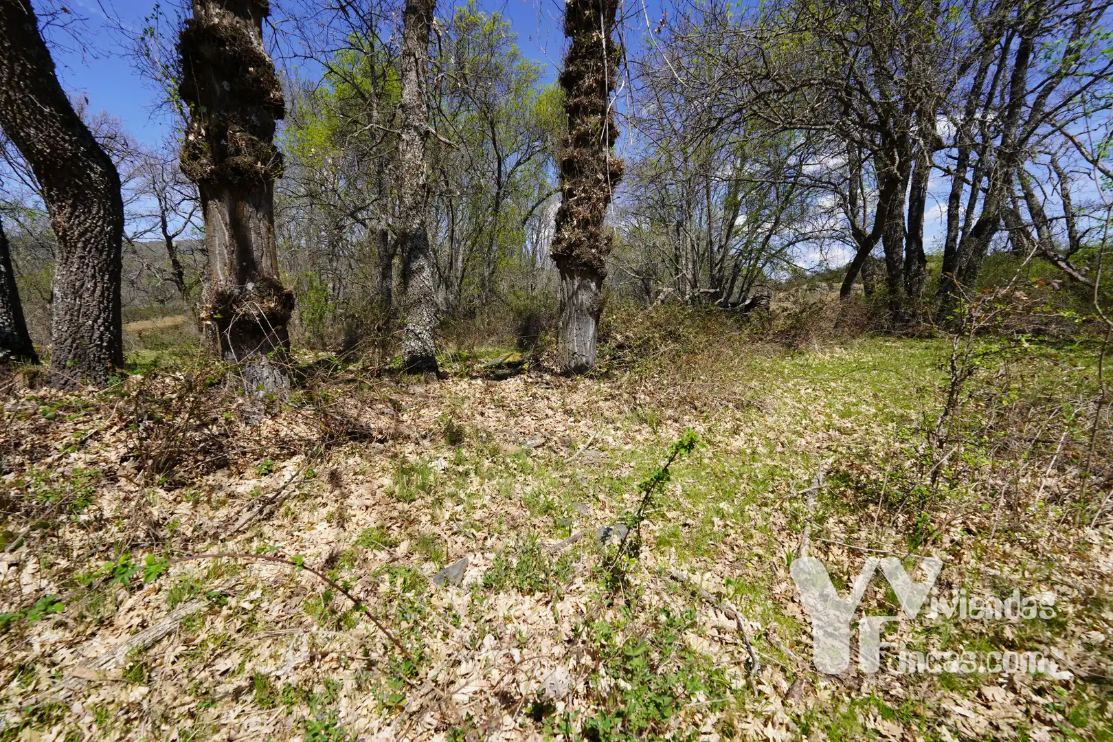 Terreno rústico en venta en Campillo de Ranas, imagen 20