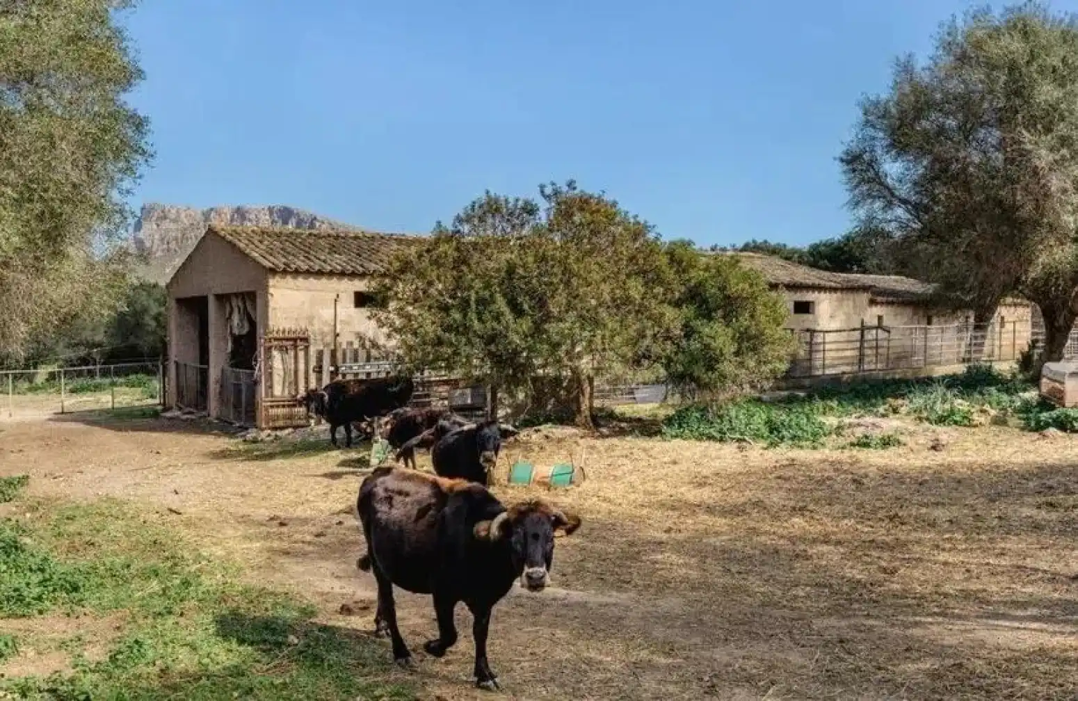Inmuebles singulares en venta en Artà - Carrer dArgentina, imagen 7